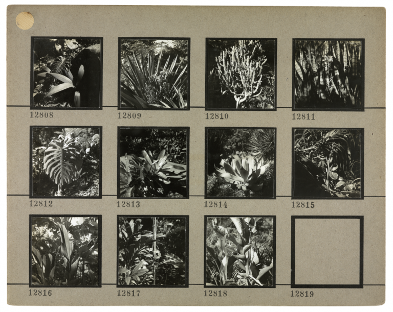 Serie di foto in bianconero di piante, Sítio Burle Marx, Fotografia: Marcel Gautherot